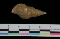 藏品(鐵灰峨螺)的圖片